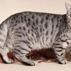 Подробнее об объявлении «Климовск Пропала кошка» Фото: пропала кошка  «Климовск Пропала кошка» в г. Климовск