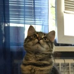 Подробнее об объявлении «Пропала кошка котенок по кличке сара Мариуполь» Фото: пропала кошка  «Пропала кошка котенок по кличке сара Мариуполь» в г. Мариуполь