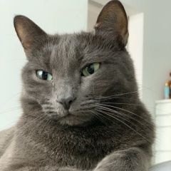 Подробнее об объявлении «Пропала кошка Евпатория» Фото: пропала кошка  «Пропала кошка Евпатория» в г. Евпатория