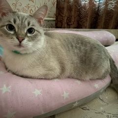 Подробнее об объявлении «Бор Пропала кошка» Фото: пропала кошка  «Бор Пропала кошка» в г. Бор