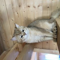 Подробнее об объявлении «Пропал кот Талдом» Фото: пропала кошка Скоттиш страйт (шотландская прямоухая) «Пропал кот Талдом» в г. Талдом