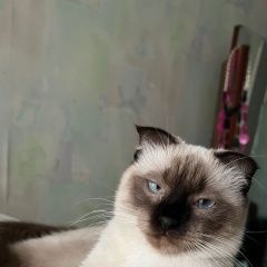 Подробнее об объявлении «Майкоп (Адыгея) Пропала кошка тайская порода(похожа на сиамскую)» Фото: пропала кошка Тайская кошка «Майкоп (Адыгея) Пропала кошка тайская...» в г. Майкоп (Адыгея)
