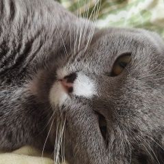 Подробнее об объявлении «Орехово-Зуево Пропала кошка» Фото: пропала кошка  «Орехово-Зуево Пропала кошка» в г. Орехово-Зуево