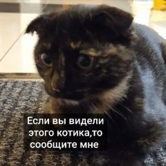 Подробнее об объявлении «Ессентуки Пропала кошка» Фото: пропала кошка  «Ессентуки Пропала кошка» в г. Ессентуки