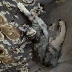 Подробнее об объявлении «Пропала кошка Реутов» Фото: пропала кошка  «Пропала кошка Реутов» в г. Реутов