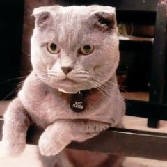 Подробнее об объявлении «Пропал кот имя плюх Москва» Фото: пропала кошка Скоттиш фолд (шотландская вислоухая) «Пропал кот имя плюх Москва» в г. Москва