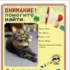 Подробнее об объявлении «Пропала кошка Белые Столбы» Фото: пропала кошка  «Пропала кошка Белые Столбы» в г. Белые Столбы