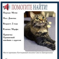 Подробнее об объявлении «Пропала кошка марфа Белые Столбы» Фото: пропала кошка  «Пропала кошка марфа Белые Столбы» в г. Белые Столбы