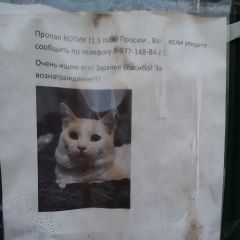 Подробнее об объявлении «Климовск Пропал кот» Фото: пропала кошка  «Климовск Пропал кот» в г. Климовск