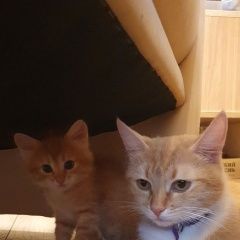 Подробнее об объявлении «Пропала кошка люся с синим тряпочныи ошейником Голицыно (Московская обл.)» Фото: пропала кошка  «Пропала кошка люся с синим тряпочныи ошейником...» в г. Голицыно (Московская обл.)