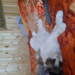 Подробнее об объявлении «Пропала кошка Черусти» Фото: пропала кошка  «Пропала кошка Черусти» в г. Черусти