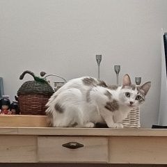 Подробнее об объявлении «Пропала кошка милая сонис Якутск» Фото: пропала кошка  «Пропала кошка милая сонис Якутск» в г. Якутск