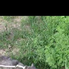 Подробнее об объявлении «Таруса Пропала кошка 7 июня с берега оки возле ладыжино убежа» Фото: пропала кошка  «Таруса Пропала кошка 7 июня с берега оки возле...» в г. Таруса