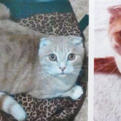 Подробнее об объявлении «Ухта Пропал кот» Фото: пропала кошка  «Ухта Пропал кот» в г. Ухта
