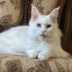 Подробнее об объявлении «Пропала кошка Сочи» Фото: пропала кошка  «Пропала кошка Сочи» в г. Сочи