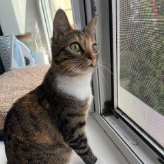 Подробнее об объявлении «Мытищи Пропала кошка» Фото: пропала кошка  «Мытищи Пропала кошка» в г. Мытищи