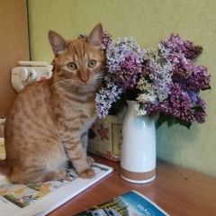 Подробнее об объявлении «Орел Пропала кошка рыжий кот» Фото: пропала кошка  «Орел Пропала кошка рыжий кот» в г. Орел