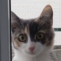 Подробнее об объявлении «Пропала кошка в районе новой соколовки Новошахтинск» Фото: пропала кошка  «Пропала кошка в районе новой соколовки...» в г. Новошахтинск