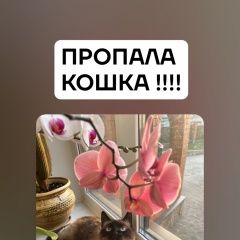 Подробнее об объявлении «Пропала кошка район бугровка-8 марта Пенза» Фото: пропала кошка Сиамская кошка «Пропала кошка район бугровка-8 марта Пенза» в г. Пенза