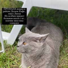Подробнее об объявлении «Мозырь Пропала кошка» Фото: пропала кошка  «Мозырь Пропала кошка» в г. Мозырь