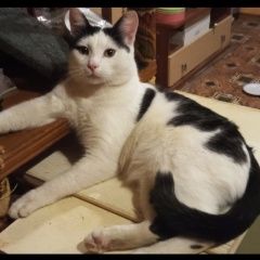 Подробнее об объявлении «Пропал кот. 11 июня. Иваново» Фото: пропала кошка  «Пропал кот. 11 июня. Иваново» в г. Иваново