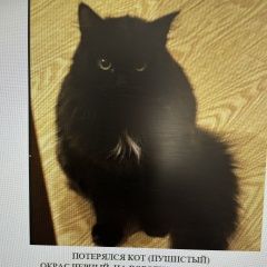 Подробнее об объявлении «Пермь Пропал кот» Фото: пропала кошка  «Пермь Пропал кот» в г. Пермь