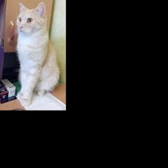 Подробнее об объявлении «Пропал кот Ульяновск» Фото: пропала кошка  «Пропал кот Ульяновск» в г. Ульяновск