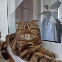 Подробнее об объявлении «Тольятти Пропала кошка 13 июня убежала из переноски кошка, зову» Фото: пропала кошка  «Тольятти Пропала кошка 13 июня убежала из...» в г. Тольятти