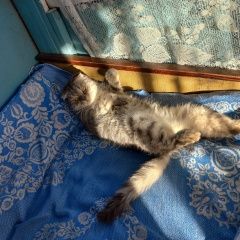 Подробнее об объявлении «Пропал кот Прокопьевск» Фото: пропала кошка  «Пропал кот Прокопьевск» в г. Прокопьевск