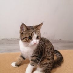 Подробнее об объявлении «Пропала кошка Ишимбай» Фото: пропала кошка  «Пропала кошка Ишимбай» в г. Ишимбай