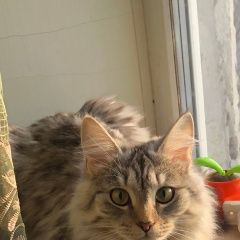 Подробнее об объявлении «Пропала кошка кристина Югорск» Фото: пропала кошка Мейн-кун «Пропала кошка кристина Югорск» в г. Югорск