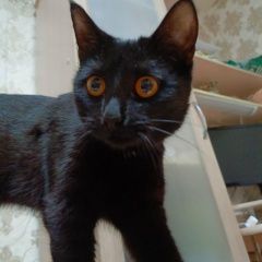 Подробнее об объявлении «Нижнекамск Пропала кошка помогите найти» Фото: пропала кошка  «Нижнекамск Пропала кошка помогите найти» в г. Нижнекамск