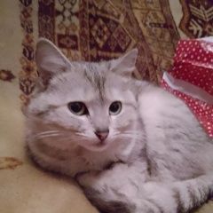 Подробнее об объявлении «Пропал кот Торез» Фото: пропала кошка  «Пропал кот Торез» в г. Торез