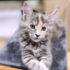 Подробнее об объявлении «Пропала кошка порода мей- кун Москва» Фото: пропала кошка Мейн-кун «Пропала кошка порода мей- кун Москва» в г. Москва