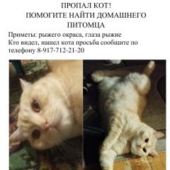 Подробнее об объявлении «Пропал кот сегодня из дома кот Йошкар-Ола» Фото: пропала кошка  «Пропал кот сегодня из дома кот Йошкар-Ола» в г. Йошкар-Ола