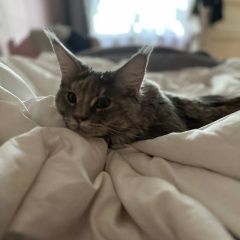 Подробнее об объявлении «Мытищи Пропала кошка» Фото: пропала кошка Мейн-кун «Мытищи Пропала кошка» в г. Мытищи