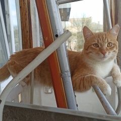 Подробнее об объявлении «Пропал кот молодой рыжий котик Уфа» Фото: пропала кошка  «Пропал кот молодой рыжий котик Уфа» в г. Уфа