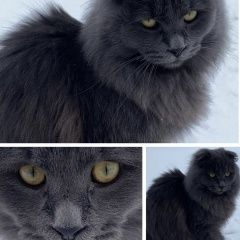 Подробнее об объявлении «Пропал кот туман Москва» Фото: пропала кошка  «Пропал кот туман Москва» в г. Москва