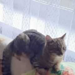 Подробнее об объявлении «Пропал кот 15. 06. Магнитогорск» Фото: пропала кошка  «Пропал кот 15. 06. Магнитогорск» в г. Магнитогорск