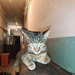 Подробнее об объявлении «Санкт-Петербург Пропала кошка» Фото: пропала кошка  «Санкт-Петербург Пропала кошка» в г. Санкт-Петербург