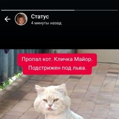 Подробнее об объявлении «Пропал кот Пятигорск» Фото: пропала кошка  «Пропал кот Пятигорск» в г. Пятигорск
