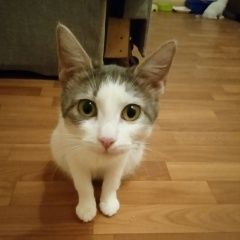 Подробнее об объявлении «Пропала кошка Тверь» Фото: пропала кошка  «Пропала кошка Тверь» в г. Тверь