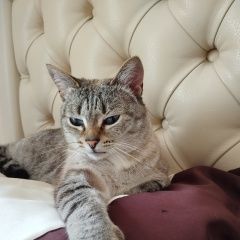 Подробнее об объявлении «Пропала кошка Сысерть» Фото: пропала кошка  «Пропала кошка Сысерть» в г. Сысерть