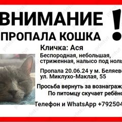 Подробнее об объявлении «Пропала кошка м. беляево. Москва» Фото: пропала кошка  «Пропала кошка м. беляево. Москва» в г. Москва