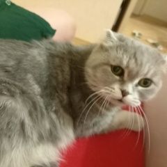 Подробнее об объявлении «Пропала кошка Самара» Фото: пропала кошка  «Пропала кошка Самара» в г. Самара
