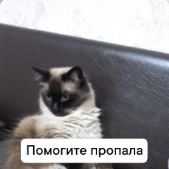 Подробнее об объявлении «Пропала кошка Краснодар» Фото: пропала кошка  «Пропала кошка Краснодар» в г. Краснодар