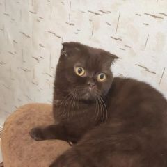 Подробнее об объявлении «Пропала кошка Новокузнецк» Фото: пропала кошка  «Пропала кошка Новокузнецк» в г. Новокузнецк