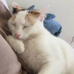 Подробнее об объявлении «Щелково Пропала кошка упала с балкона» Фото: пропала кошка  «Щелково Пропала кошка упала с балкона» в г. Щелково