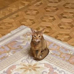 Подробнее об объявлении «Пропала кошка Пятигорск» Фото: пропала кошка  «Пропала кошка Пятигорск» в г. Пятигорск