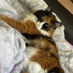 Подробнее об объявлении «Пропала кошка тимирязевский р-н Москва» Фото: пропала кошка  «Пропала кошка тимирязевский р-н Москва» в г. Москва